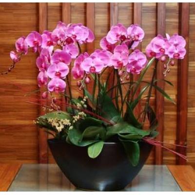 暗香时光