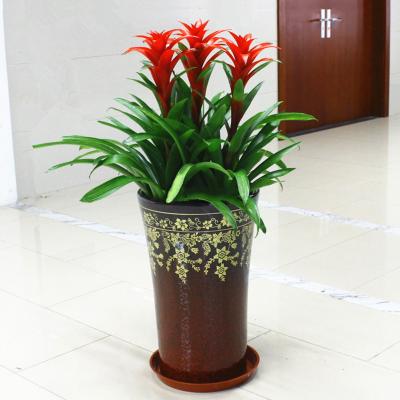 鸿运当头（3株）